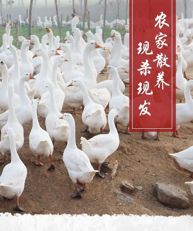 东北带包农村散养大鹅新鲜美味现杀大头包净膛