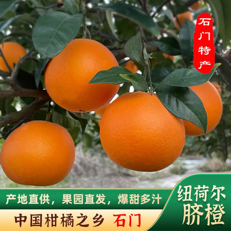 现摘纽荷尔脐橙当季新鲜采摘手剥甜橙子长红孕妇水果香甜细腻化渣