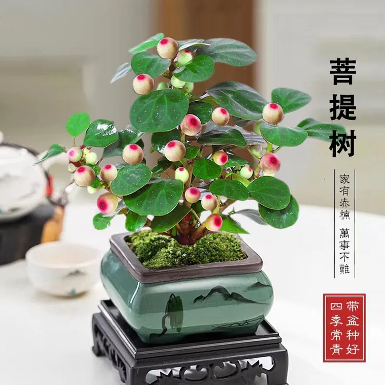 【小盼菩提】禅意小盼菩提树带果盆景书房桌面办公老桩客厅摆放菩提