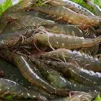 活虾3斤【保鲜不保活】