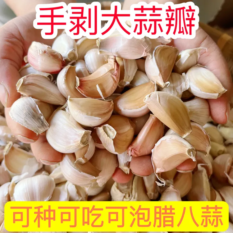 2025年新蒜瓣5-3斤可种可吃个头饱满人工剥蒜瓣种植紫皮大蒜