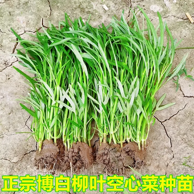 【新上市】正宗博白半青白柳叶空心菜种苗细叶空心菜种子水通菜菜籽