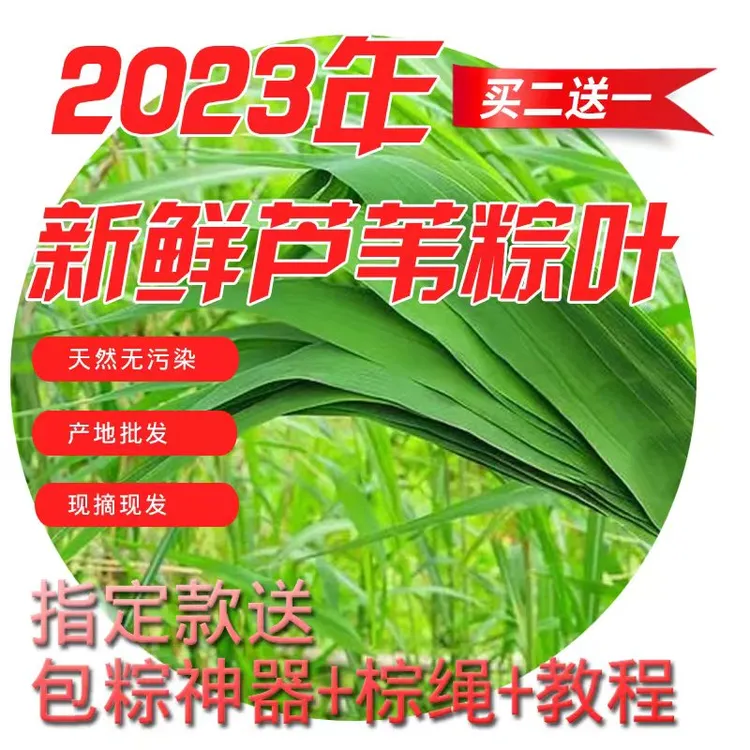 现摘现发白洋淀野生新鲜芦苇叶粽子叶批发鲜粽叶端午包粽子的叶子
