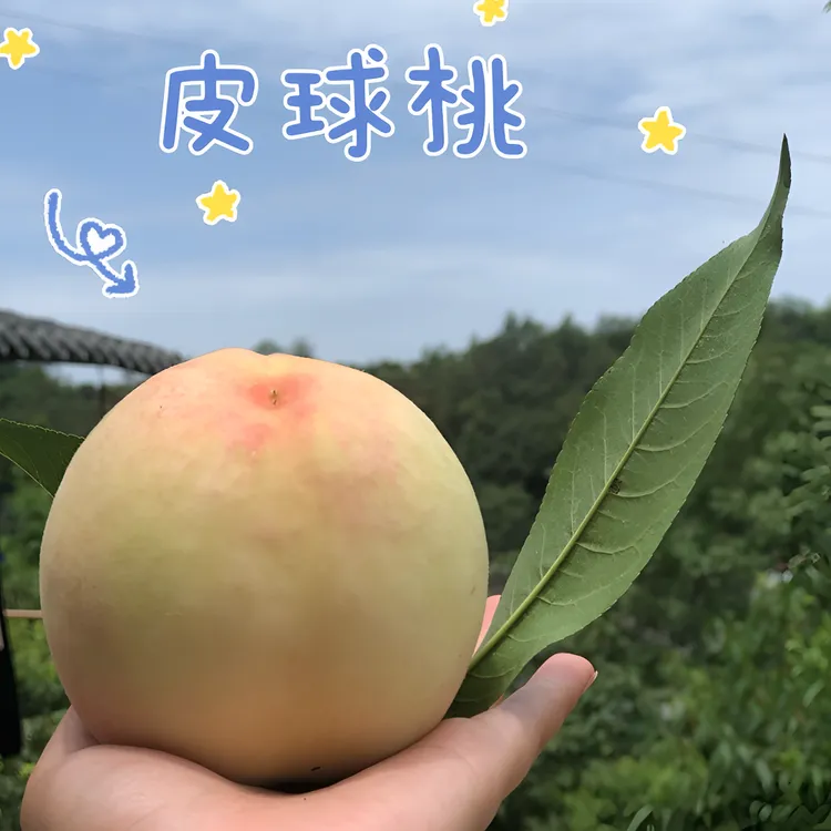 <皮球桃>，龙泉驿脆桃，脆甜可口，可掰开可脱核，礼盒包装，空运包邮