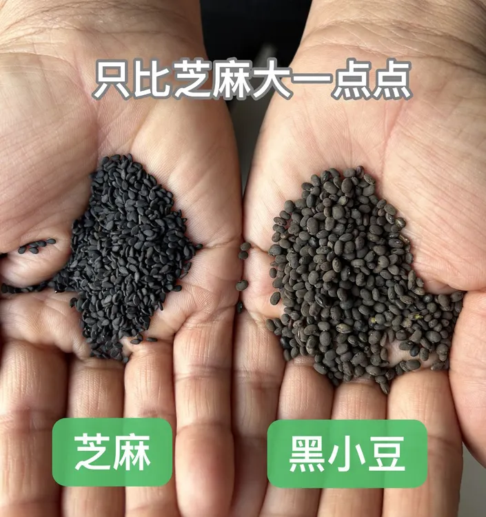 黄河口颗粒野生小黑豆野料豆野生肾形黑豆马料豆零乌豆