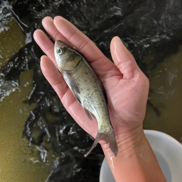 顺丰包邮花鲢鳙鱼大头鱼宠物活体冷水族胖头鱼黑雄连鱼观赏鱼缸鱼