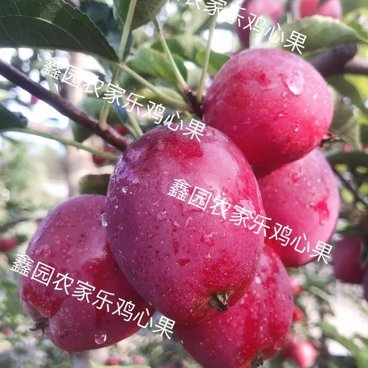 东北特产精品冰糖心鸡心果锦绣海棠果小苹果