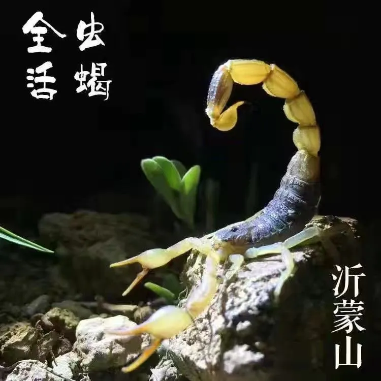 野外沂蒙山蝎子活体正宗野性十足全蝎活煲汤油炸泡酒食用