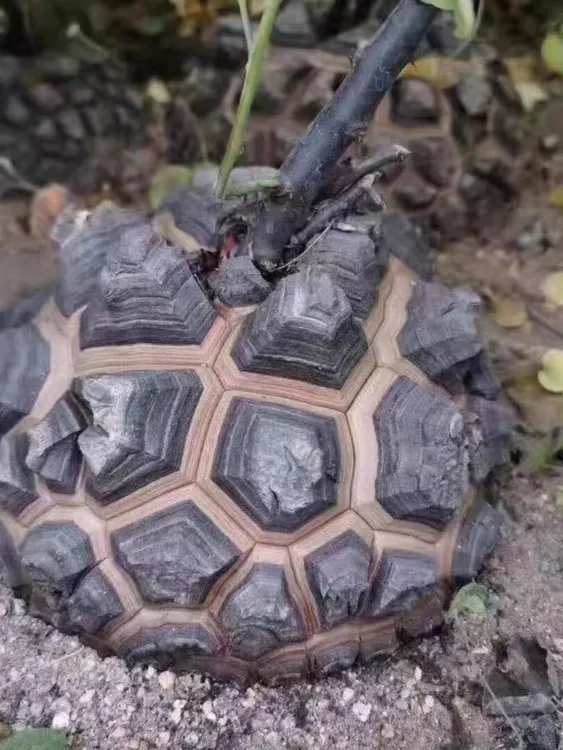 龟甲龙种子Dioscorea elephantipes南非进口包对版