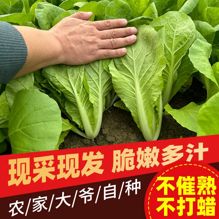 农家小白菜新鲜奶油琉璃白菜火锅菜毛白菜现挖清甜绿叶小青菜