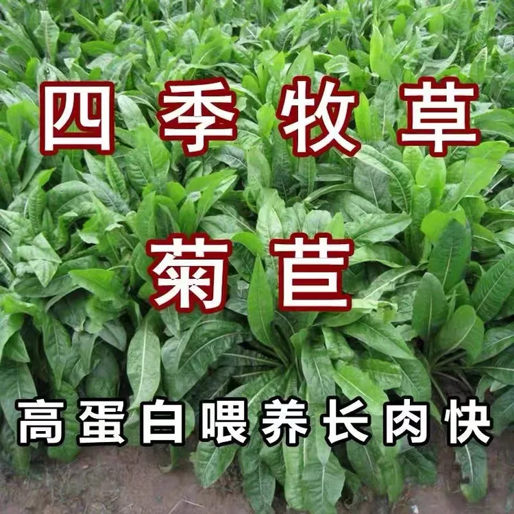 四季菊苣牧草种子四季播种喂鸡鸭鹅猪鱼兔吃的饲料草多年生耐旱