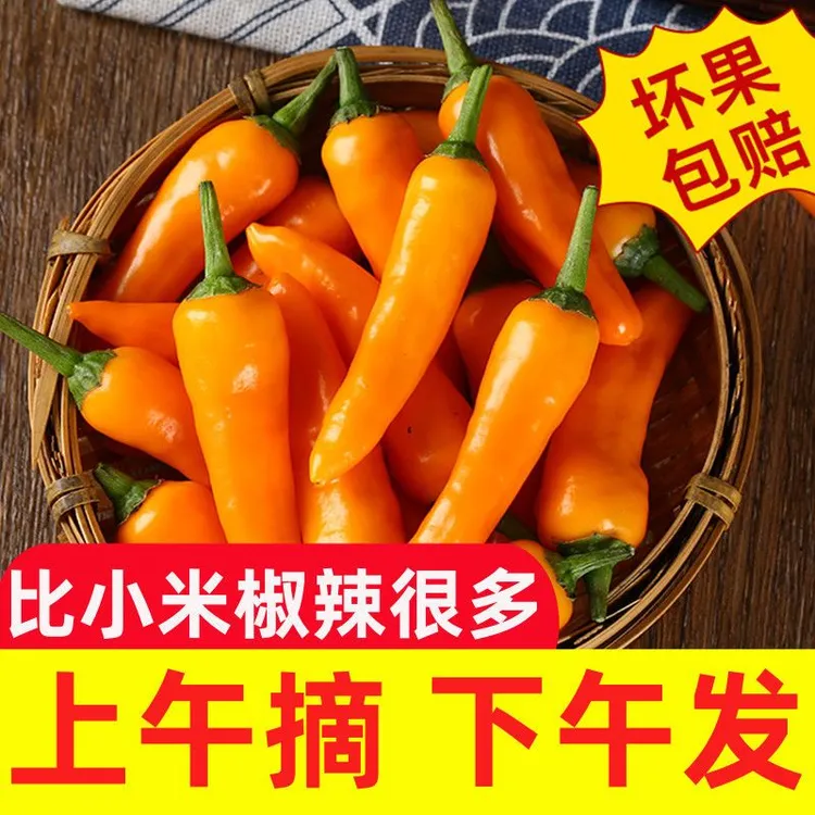 新鲜变态辣超辣福建永安小黄辣椒农家福鼎肉片小吃200克