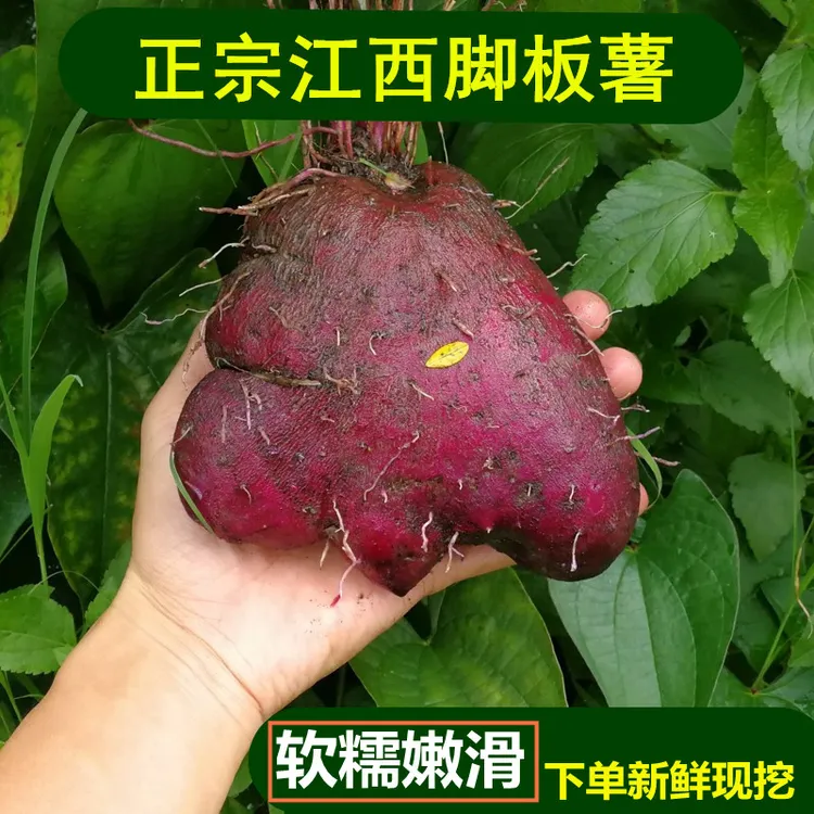 江西赣南紫大薯新鲜现挖脚板薯客家大薯毛薯火苕薯子农家斜子5斤