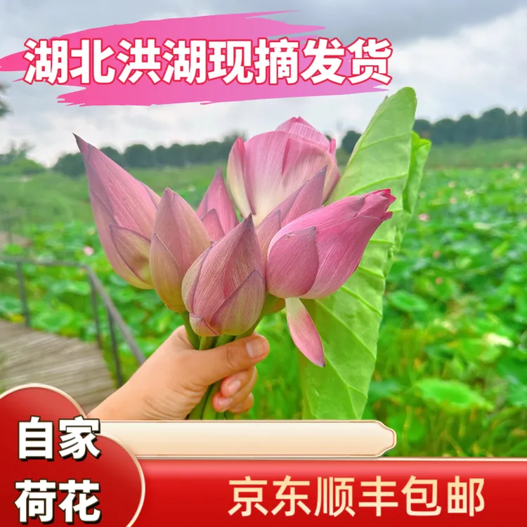 【顺丰】送包装纸和丝带洪湖荷花鲜花现摘新鲜莲花观赏荷花可食用