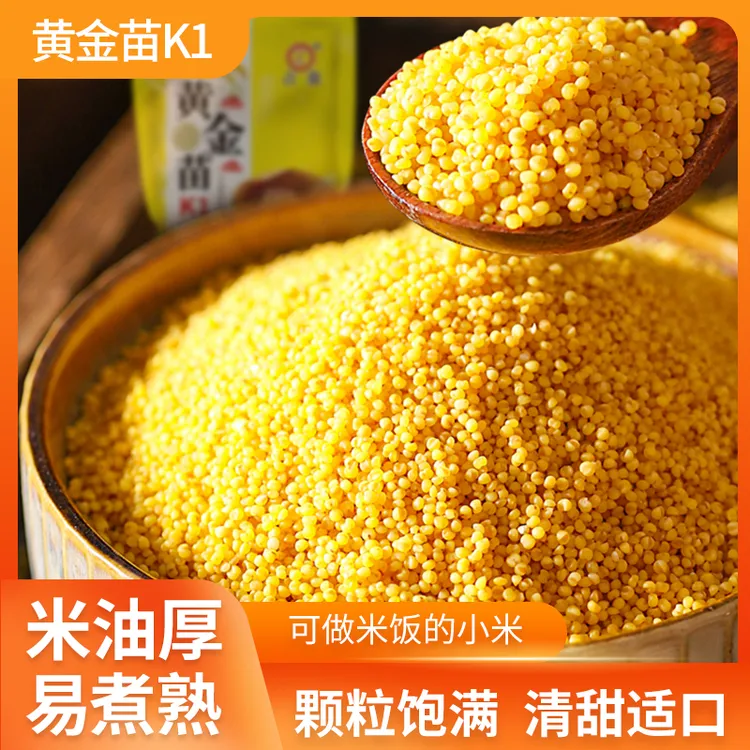 占泉2025年秋收新米黄金苗K1小米2斤装