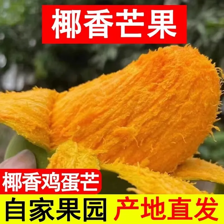 【放软再吃】攀枝花椰香芒果香甜多汁