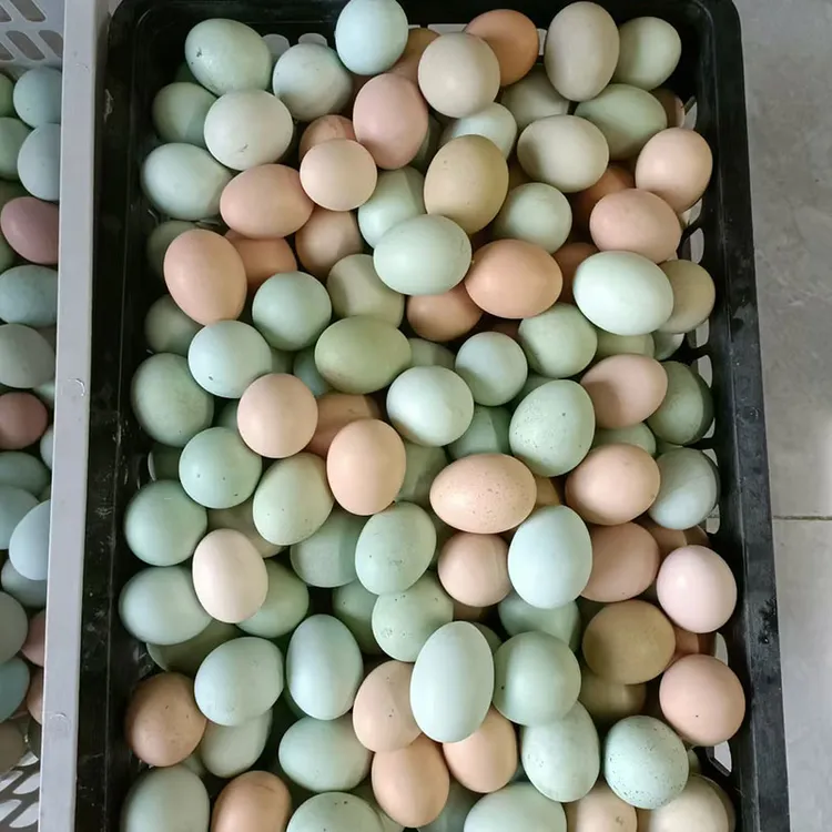50枚新鲜土鸡蛋农村散养鸡蛋现捡现发