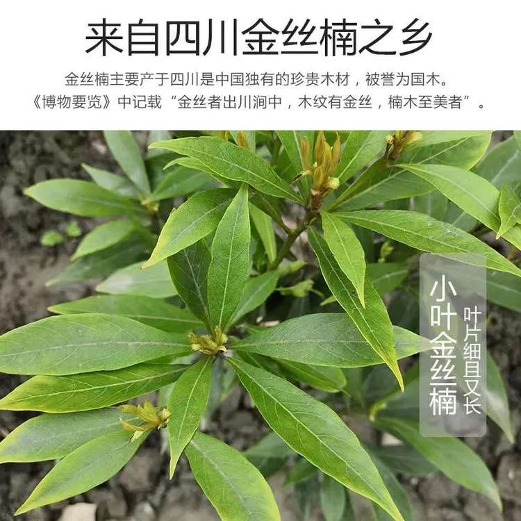 正宗名珍稀树种小叶桢楠金丝楠木树苗地栽盆栽庭院绿植带叶发货