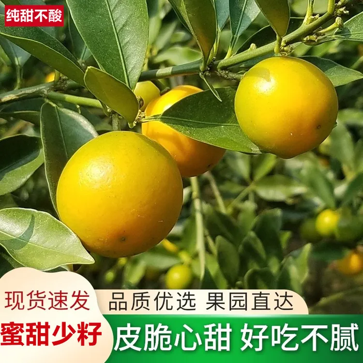 漓鲜糖心脆皮金桔现摘新鲜水果纯甜滑皮小金桔子