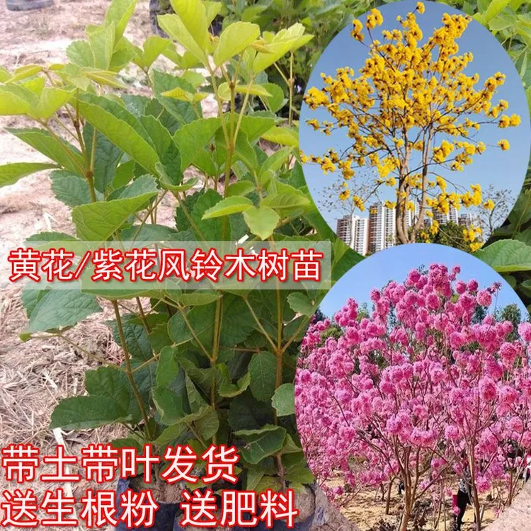正宗黄花风铃木树苗紫花风铃木嫁接绣球紫花多花品种原生苗绿植