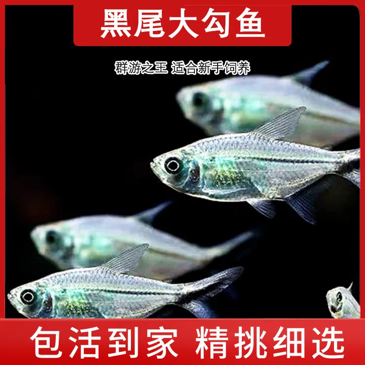 【福利】黑尾大勾鱼小型灯鱼草缸群游淡水热带鱼活体大勾水族观赏鱼