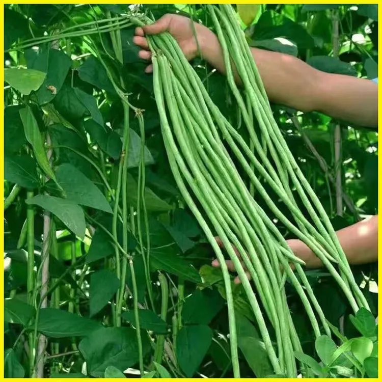 云南长豆角豇豆青豆角可腌制酸豆角新鲜农家蔬菜绿色饱满自种绿色