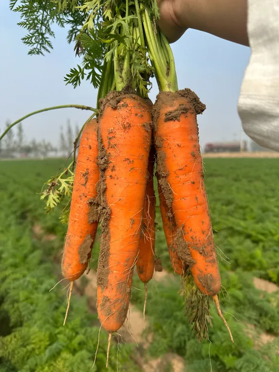 【绿色蔬菜】沙地胡萝卜现挖现发新鲜蔬菜农家自种带泥萝卜