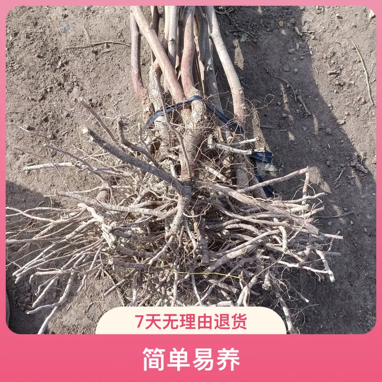 新品种冬蟠粹枣盆栽地栽南北方种植