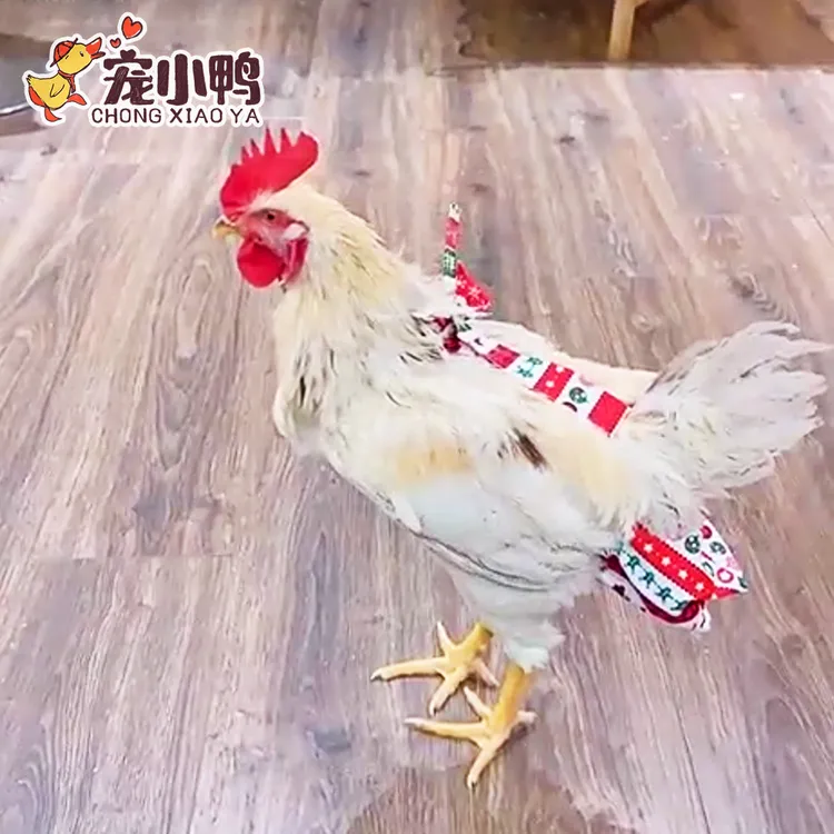 网红宠物鸡尿布衣服柯尔鸭子尿不湿纸尿裤小鸭鹅屎粪兜尿垫片通用