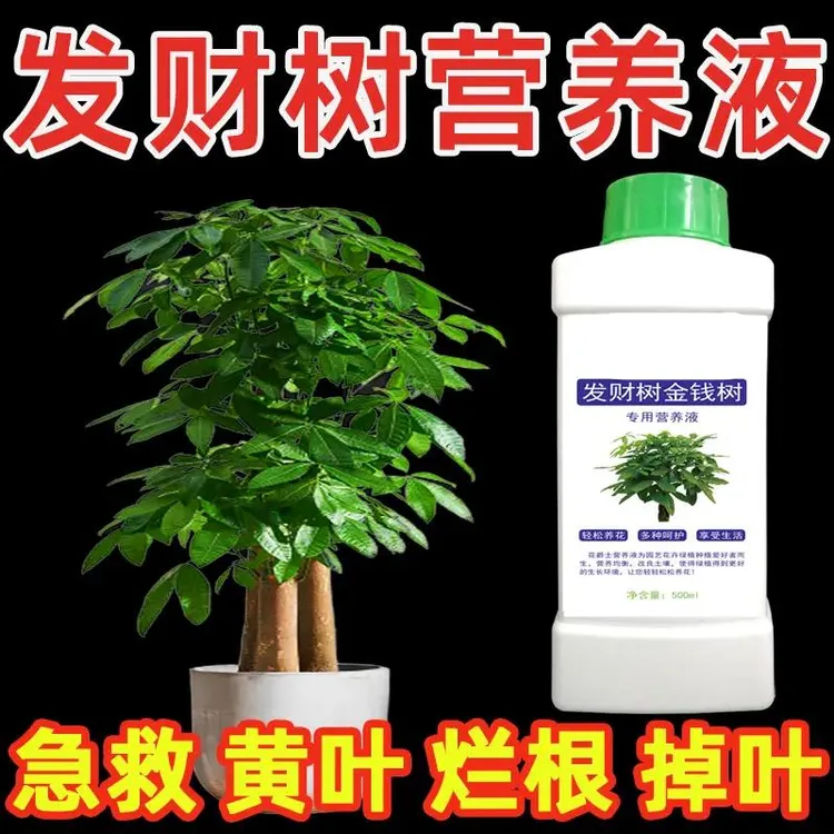 发财树叶子枯黄掉叶专用营养液水培肥料专用肥爆芽素防黄叶病专用