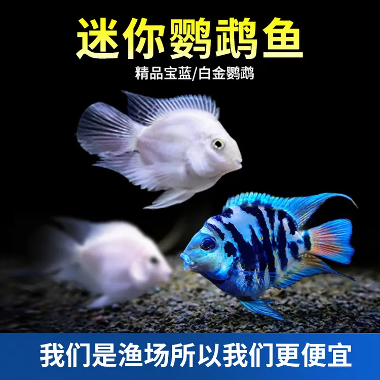 迷你鹦鹉鱼活鱼水族观赏鱼活体活鱼白金宝蓝鹦鹉鱼