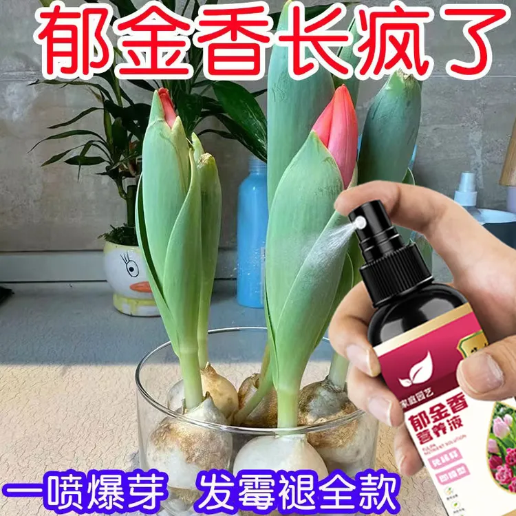 【巨好用】郁金香水培营养液专用种球发霉腐烂促发芽开花液体肥料