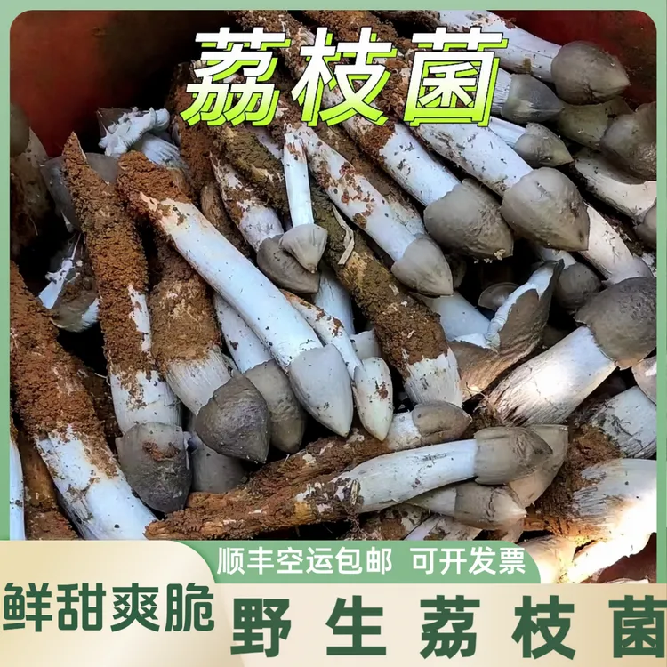 子弹头鸡枞菌新鲜荔枝菌夏至菌五月菇夏至菇食用菌新鲜货鸡肉春
