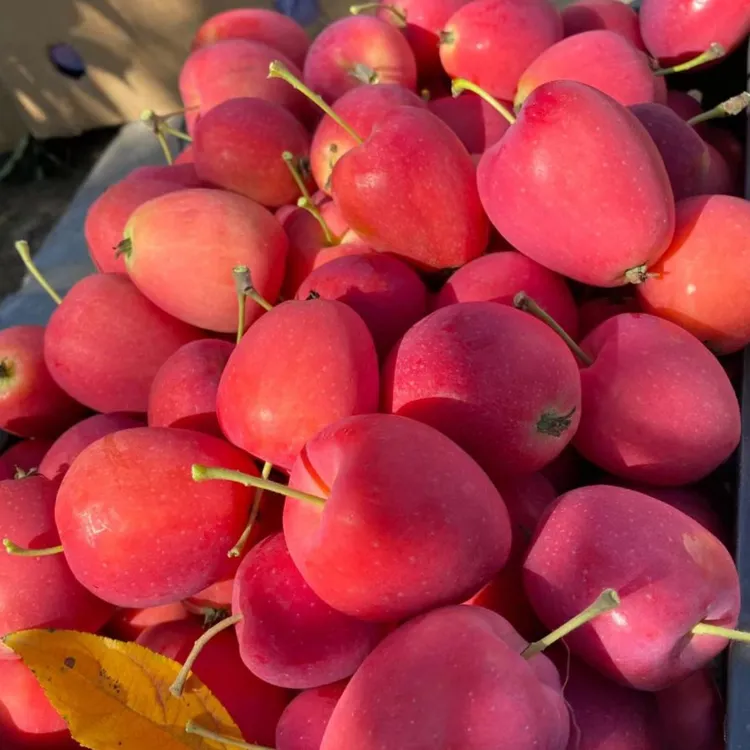 东北鸡心果小苹果绣海棠果当季特产新鲜3/5斤脆甜包邮