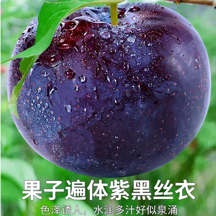 黑布林李子甜黑总统李整孕妇水果时令整箱包邮酸甜水新鲜水果爽口