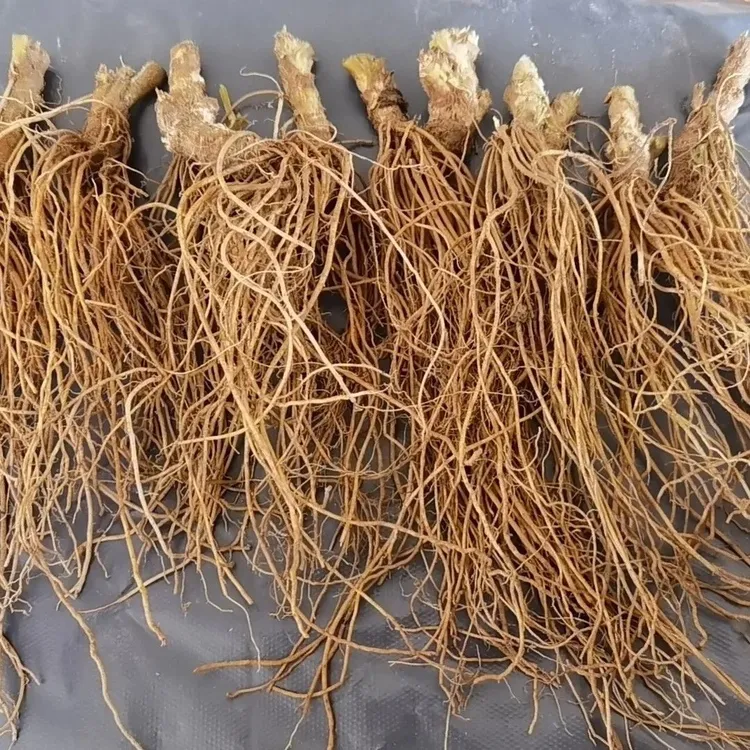 新鲜地胆头纯根羊耳草不带叶地斩头苦地胆丁茄夫坐地娘半斤–5斤