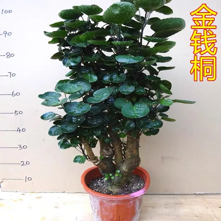 圆叶金钱兜福禄桐盆栽室内绿植客厅盆景金钱树钱多多四季常青花卉