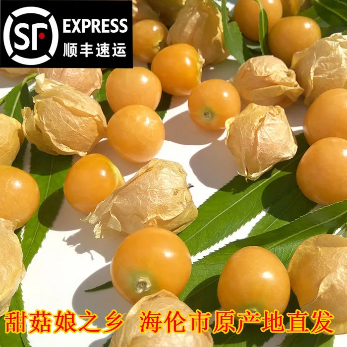 东北薄皮小姑娘甜菇娘之乡灯笼果新鲜采摘香甜净顺丰包邮