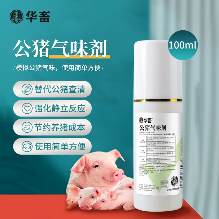 公猪气味剂100ml后备母猪用替代公猪