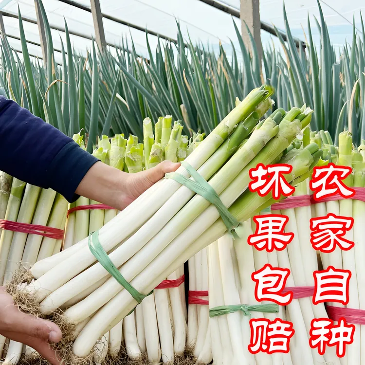【葱白发货】山东葱2025新鲜蔬菜精品葱源头种植现挖现发
