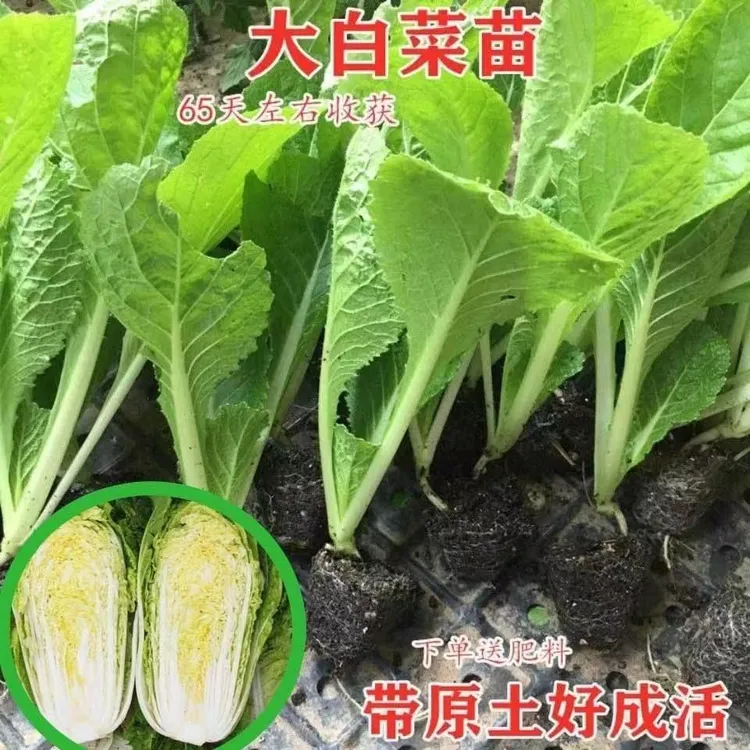 大白菜苗白花菜秧苗青梗松花菜松甘蓝苗西兰花苗秋冬四季耐寒蔬菜