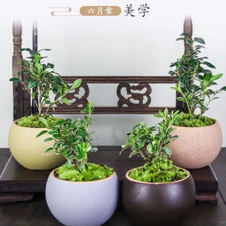 金边六月雪盆景造型绿植盆栽花卉盆栽室内阳台会开花的耐寒植物