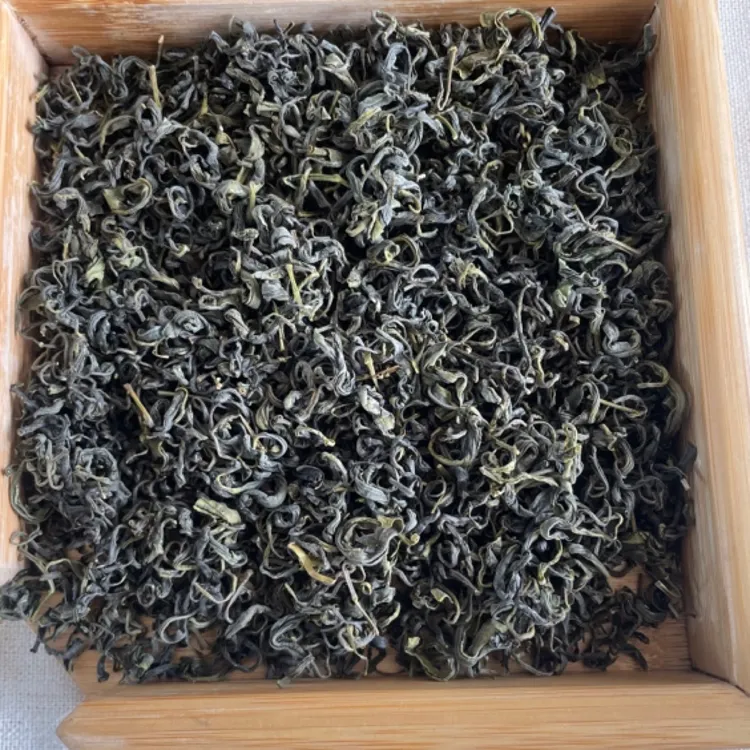 崂山绿茶2025年九月十月卷曲茶 滚筒工艺 浓郁