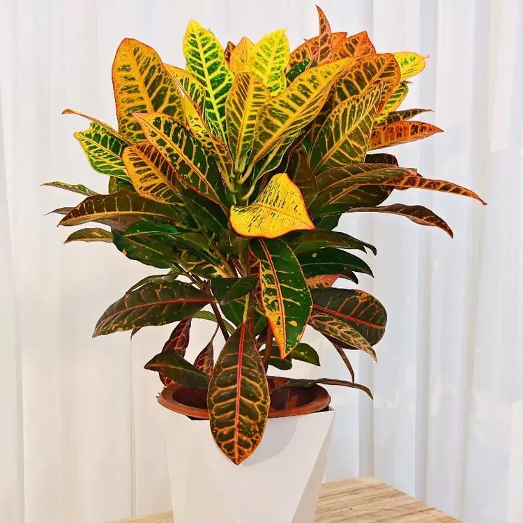 变叶木七彩变色木苗阳台庭院耐寒耐热花卉盆栽室内吸甲醛真花绿植