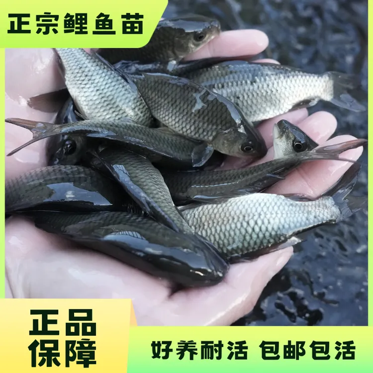 【活体】优质鲤鱼田鱼（4-12cm）观赏鱼淡水鱼冷水鱼鱼