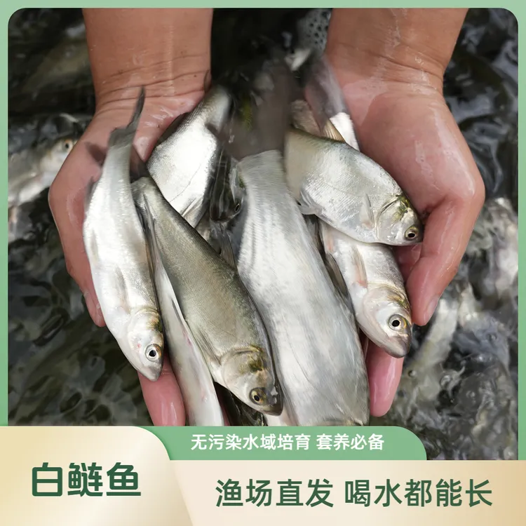 【活体】白鲢鱼跳鲢（3-16cm）观赏鱼淡水鱼冷水鱼鱼