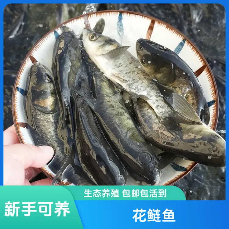 【活体】花鲢鱼雄鱼鳙鱼（6-20cm）观赏鱼淡水鱼冷水鱼鱼