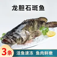 3.4斤共3条龙胆石斑鱼 活鱼速冻非活发（不帮杀）单条约1.1斤左右