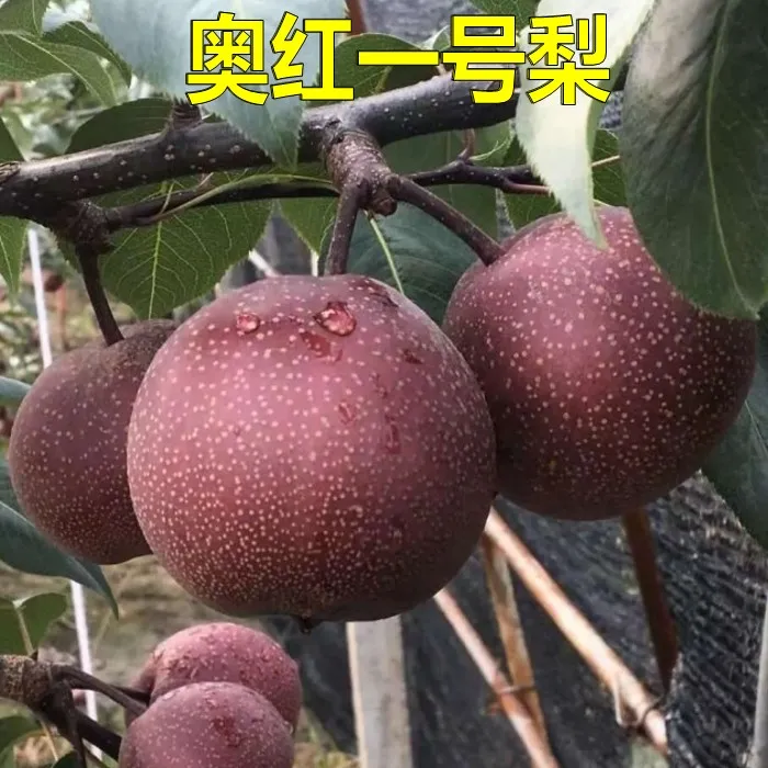 新品种早酥红梨树苗奥红一号全红梨苗果树苗南方北方种植当年结果