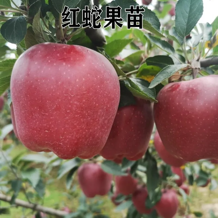 新品种美国红蛇果苹果树苗花牛红元帅红香蕉苹果嫁接苗南北方种植